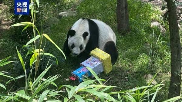 九八策略 海外现存最长寿大熊猫“欣欣”迎来35岁生日_大皖新闻 | 安徽网